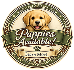 Golden Retriever puppies available