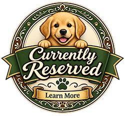 Golden Retriever puppies reserved